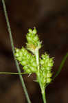 Fuzzy wuzzy sedge